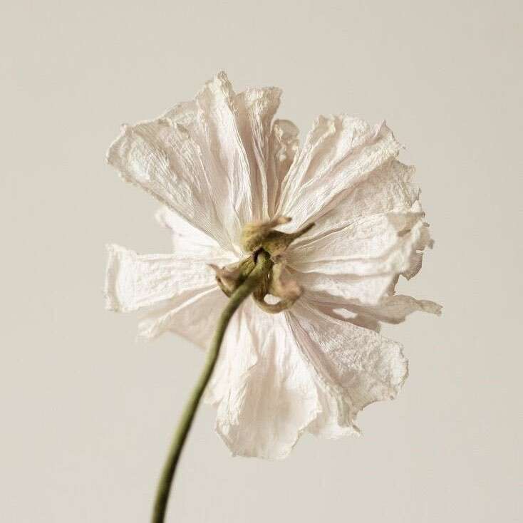 other - Réalisation Nepaline